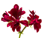 pelargonium sidoides